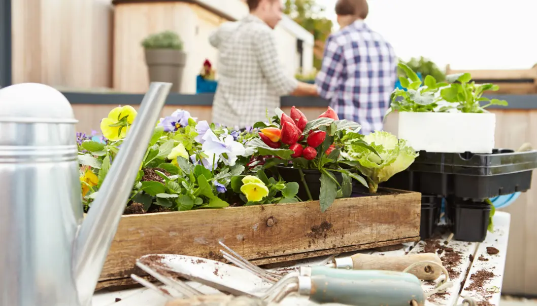 Prosjektet skal forske på hvordan urbant landbruk kan forbedre livskvaliteten i kompakte byer, og hvordan urbant landbruk kan systematisk integreres i urbane offentlige rom. (Illustrasjonsfoto: Colourbox) Prosjektet skal forske på hvordan urbant landbruk kan forbedre livskvaliteten i kompakte byer, og hvordan urbant landbruk kan systematisk integreres i urbane offentlige rom. (Illustrasjonsfoto: Colourbox)