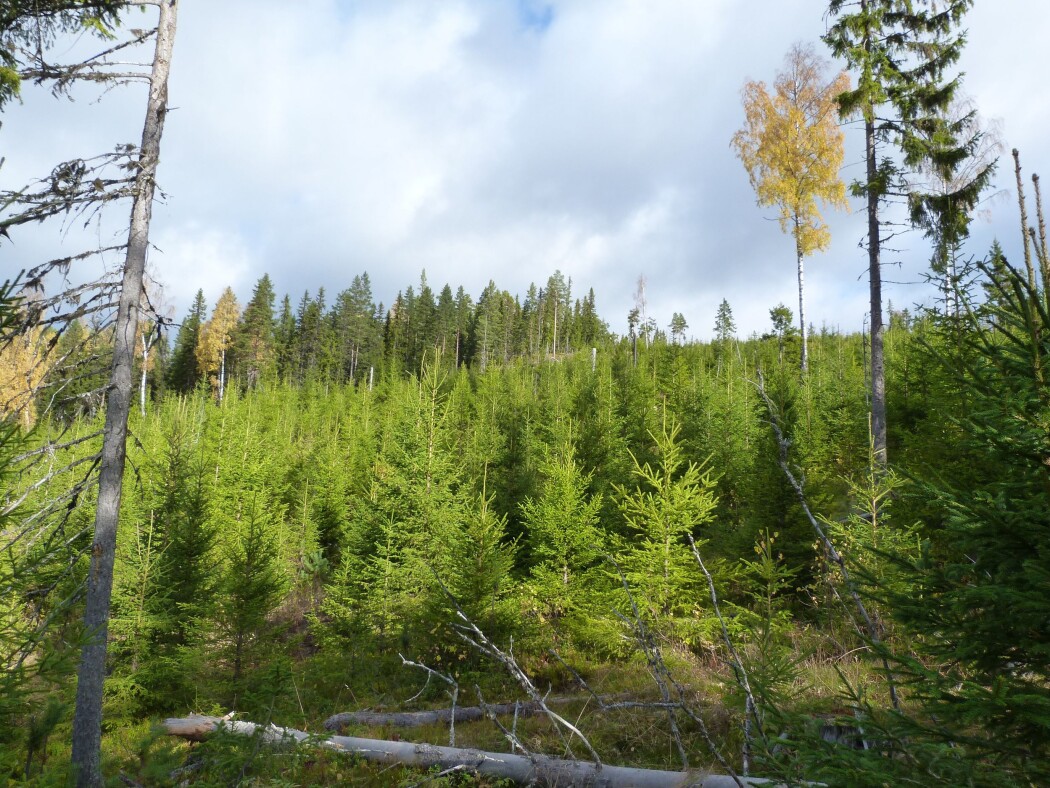 Disse trærne ved Koppang i Stor-Elvdal er blant åtte bevarte skogsområder med et unikt arvemateriale. (Foto: Kjersti Bakkebø Fjellstad) Disse trærne ved Koppang i Stor-Elvdal er blant åtte bevarte skogsområder med et unikt arvemateriale. (Foto: Kjersti Bakkebø Fjellstad)