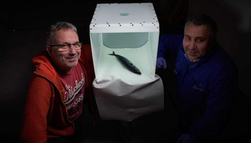 Forskere ved Nofima har utviklet en prototype på en fotoboks med standardisert lys som kan gi viktig informasjon til kjøpere av fisk som selges på auksjon. (Foto: Audun Iversen, Nofima) Forskere ved Nofima har utviklet en prototype på en fotoboks med standardisert lys som kan gi viktig informasjon til kjøpere av fisk som selges på auksjon. (Foto: Audun Iversen, Nofima)