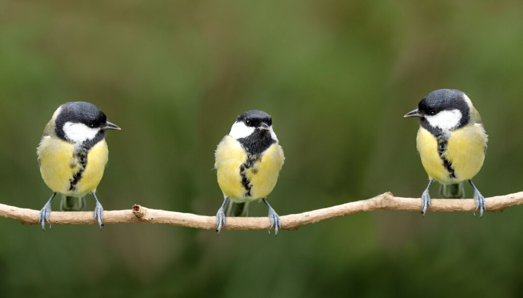 Forskerne tok kjøttmeisunger fra fuglekasser i byen og flyttet dem til reir ute på landet, mens andre unger fikk motsatt reise. (Foto: Sebastian Knight / Shutterstock / NTB scanpix) Forskerne tok kjøttmeisunger fra fuglekasser i byen og flyttet dem til reir ute på landet, mens andre unger fikk motsatt reise. (Foto: Sebastian Knight / Shutterstock / NTB scanpix)
