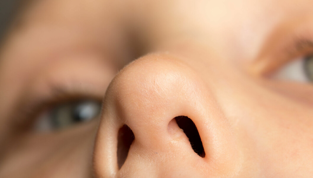 Denne bakterien graver seg ned inne i nesen din
