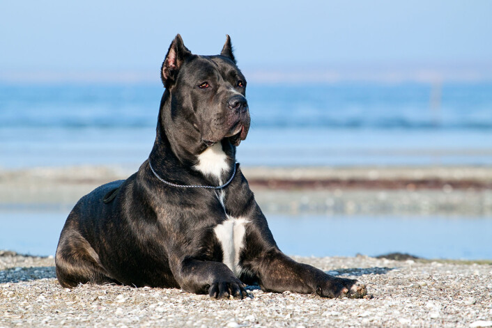 Cane corso stammer fra hunden canis pugnax fra det gamle Roma. (Foto: Sbolotova / Shutterstock / NTB scanpix) Cane corso stammer fra hunden canis pugnax fra det gamle Roma. (Foto: Sbolotova / Shutterstock / NTB scanpix)