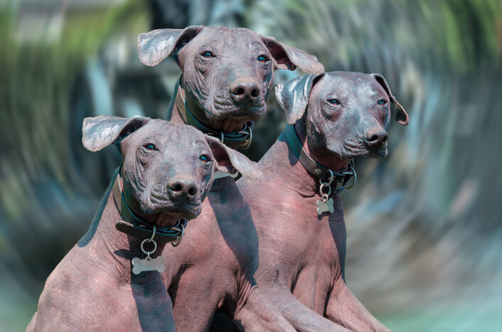 Xoloitzcuintle omtales gjerne som xolo eller meksikansk nakenhund. Rasen har siden 1956 vært offisielt anerkjent som Mexicos nasjonalhund. (Foto: AGCuesta / Shutterstock / NTB scanpix) Xoloitzcuintle omtales gjerne som xolo eller meksikansk nakenhund. Rasen har siden 1956 vært offisielt anerkjent som Mexicos nasjonalhund. (Foto: AGCuesta / Shutterstock / NTB scanpix)