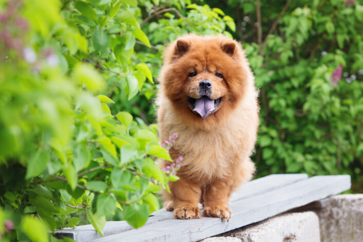 Chow chow er en hunderase som stammer fra Kina, der den kalles songshi quan, som direkte oversatt betyr «løvehund». (Foto: otsphoto / Shutterstock / NTB scanpix) Chow chow er en hunderase som stammer fra Kina, der den kalles songshi quan, som direkte oversatt betyr «løvehund». (Foto: otsphoto / Shutterstock / NTB scanpix)