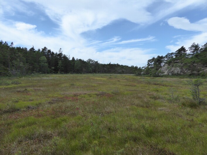 Ilemyr naturreservat på Hvaler – et eksempel på en Åpen jordvannsmyr (V1). Foto: HAU Ilemyr naturreservat på Hvaler – et eksempel på en Åpen jordvannsmyr (V1). Foto: HAU