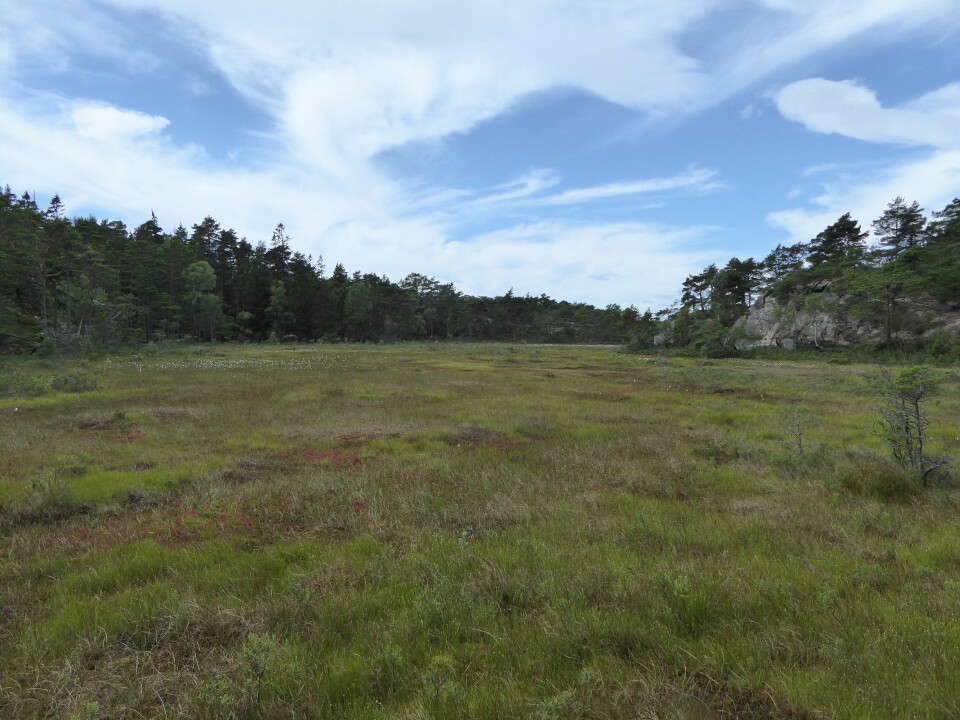 Ilemyr naturreservat på Hvaler – et eksempel på en Åpen jordvannsmyr (V1). Foto: HAU