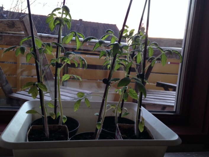 Tomatplanter som vokser i naturtypen Tørrlagt våtmark (T36). Foto: HAU Tomatplanter som vokser i naturtypen Tørrlagt våtmark (T36). Foto: HAU