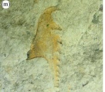 Kjevene til Websteroprion armstrongi. (Foto: (Foto fra forskningsartikkelen)) Kjevene til Websteroprion armstrongi. (Foto: (Foto fra forskningsartikkelen))