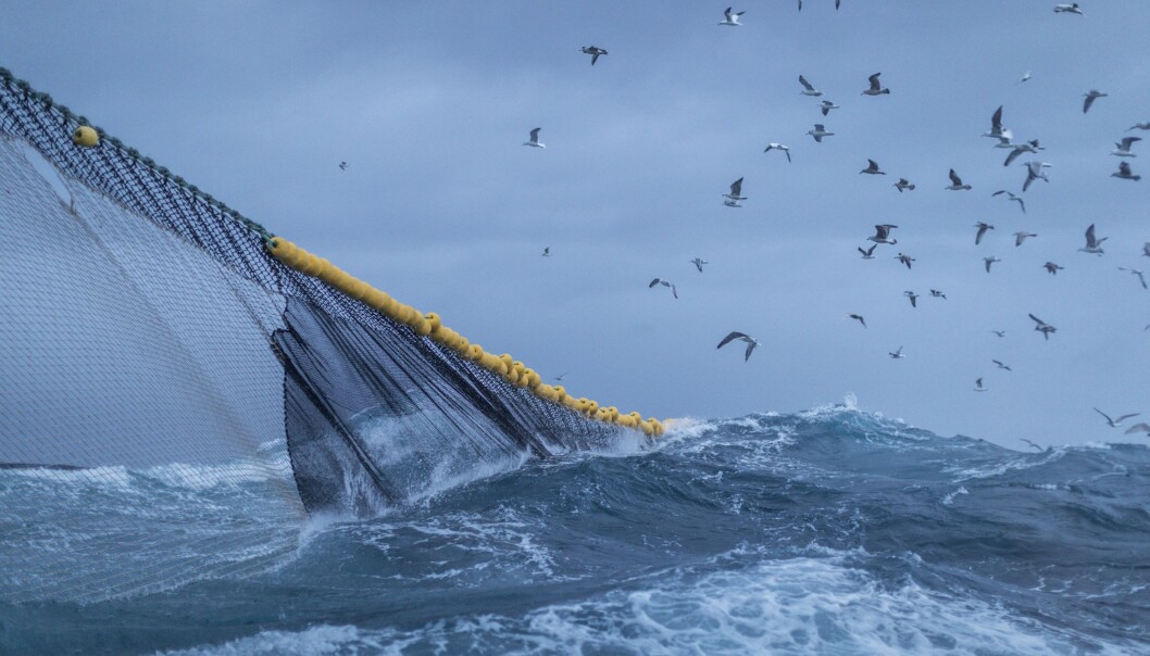 Forskere har analysert nivåene av kvikksølv i 8459 fisk fra hele norskekysten og helt opp til Svalbard. – De fleste av dem har lave nivåer av kvikksølv, sier forsker. (Illustrasjonsfoto: Paolo Cipriani / Havforskningsinstituttet) Forskere har analysert nivåene av kvikksølv i 8459 fisk fra hele norskekysten og helt opp til Svalbard. – De fleste av dem har lave nivåer av kvikksølv, sier forsker. (Illustrasjonsfoto: Paolo Cipriani / Havforskningsinstituttet)