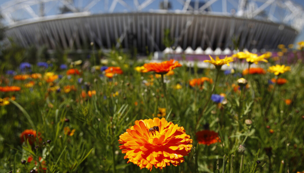 En bie sitter på en blomst utenfor den olympiske stadion i London. (Illustrasjonsbilde: REUTERS/Toru Hanai) En bie sitter på en blomst utenfor den olympiske stadion i London. (Illustrasjonsbilde: REUTERS/Toru Hanai)