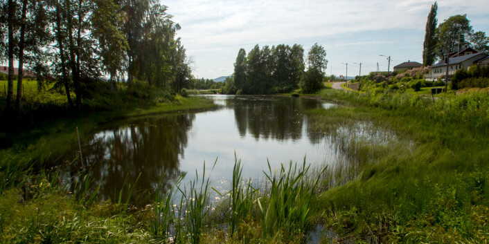 I Lahelldammen i Lier utenfor Drammen bor det mange salamandere i sommerhalvåret. Hvilken salamander ankommer som førstemann i år? (Foto: Børre K. Dervo ©) I Lahelldammen i Lier utenfor Drammen bor det mange salamandere i sommerhalvåret. Hvilken salamander ankommer som førstemann i år? (Foto: Børre K. Dervo ©)