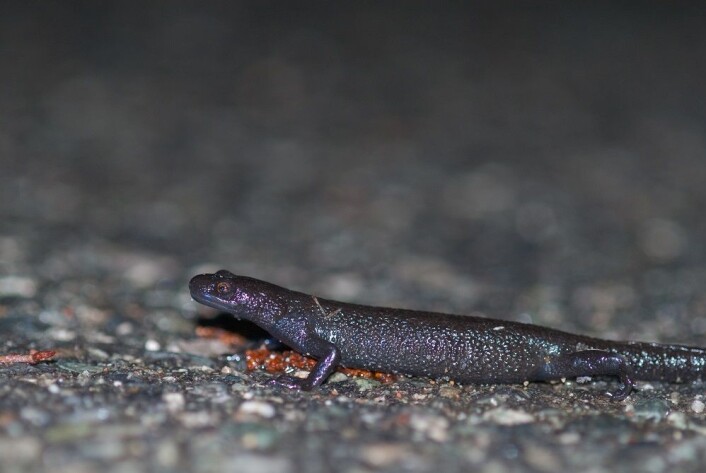 Om våren når det er natt, fuktig og ikke for kaldt været, så vandrer salamanderen fra der hvor den har ligget i vinterdvale og ned til dammen sin for å yngle. (Foto: Børre K. Dervo ©) Om våren når det er natt, fuktig og ikke for kaldt været, så vandrer salamanderen fra der hvor den har ligget i vinterdvale og ned til dammen sin for å yngle. (Foto: Børre K. Dervo ©)