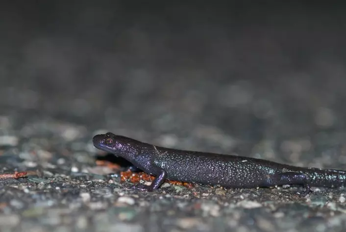 Om våren når det er natt, fuktig og ikke for kaldt været, så vandrer salamanderen fra der hvor den har ligget i vinterdvale og ned til dammen sin for å yngle. (Foto: Børre K. Dervo ©)