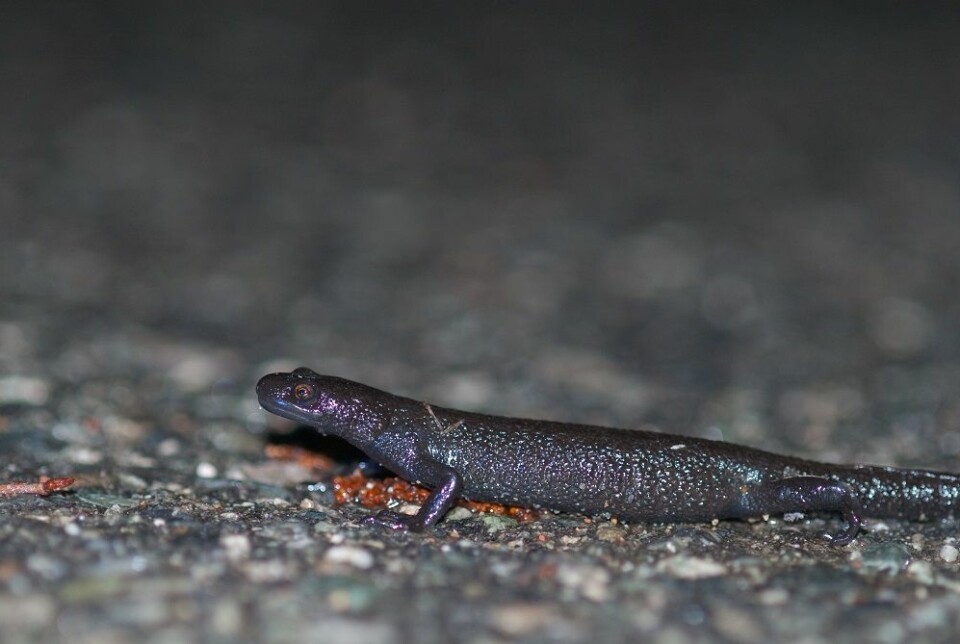 Om våren når det er natt, fuktig og ikke for kaldt været, så vandrer salamanderen fra der hvor den har ligget i vinterdvale og ned til dammen sin for å yngle. (Foto: Børre K. Dervo ©)