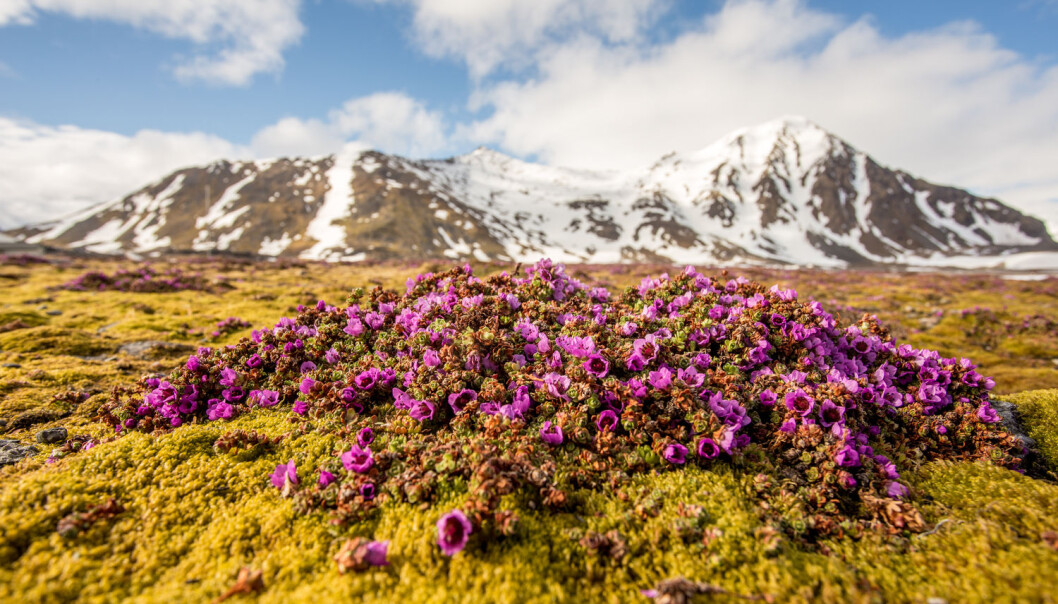 Permafrost er grunn som er frosset hele året. Det finnes permafrost på Svalbard, men også i høyfjellet i for eksempel Nord-norge. (Illustrasjonsfoto: JoannaPe / Shutterstock / NTB scanpix) Permafrost er grunn som er frosset hele året. Det finnes permafrost på Svalbard, men også i høyfjellet i for eksempel Nord-norge. (Illustrasjonsfoto: JoannaPe / Shutterstock / NTB scanpix)