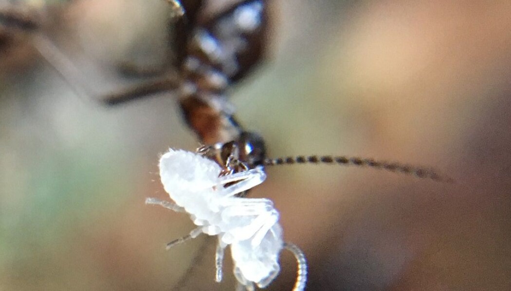 Mennesker kjenner dem gjerne som skadedyr. Men i regnskogen gir termittene høyst konstruktive bidrag. (Foto: University of Liverpool/Natural History Museum) Mennesker kjenner dem gjerne som skadedyr. Men i regnskogen gir termittene høyst konstruktive bidrag. (Foto: University of Liverpool/Natural History Museum)
