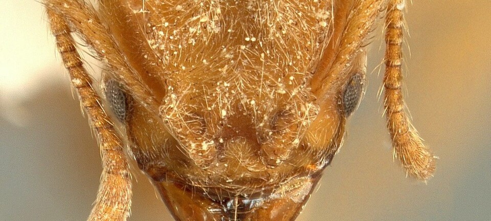 Dette er hodet til den nye arten Sericomyrmex radioheadi. (Foto: Ana Ješovnik)