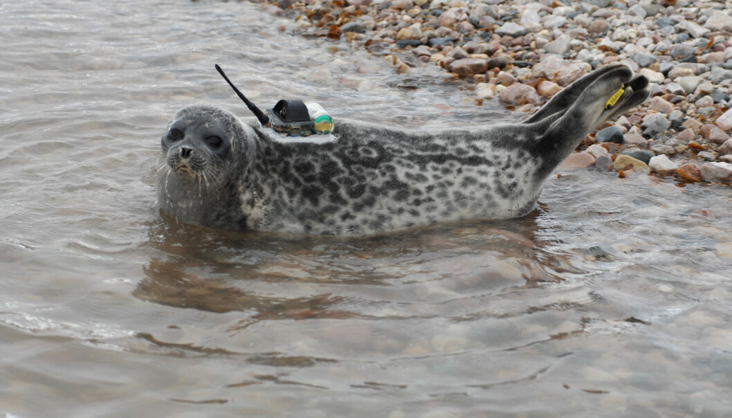I flere måneder svømte fem ringseler rundt i Kongsfjorden på Svalbard, med målere limt fast til kroppen for å skaffe forskningsdata. Når selene skifter pels etter ett år, faller også senderne av. (Foto: Kit M. Kovacs og Christian Lydersen / Norsk Polarinstitutt) I flere måneder svømte fem ringseler rundt i Kongsfjorden på Svalbard, med målere limt fast til kroppen for å skaffe forskningsdata. Når selene skifter pels etter ett år, faller også senderne av. (Foto: Kit M. Kovacs og Christian Lydersen / Norsk Polarinstitutt)