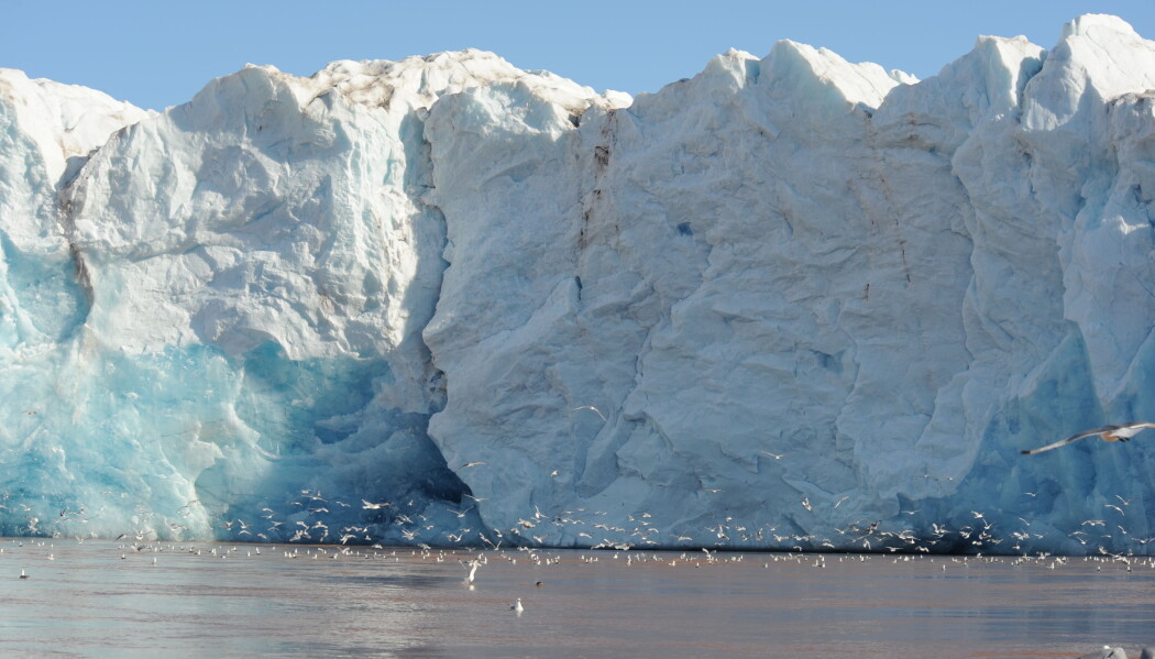 Kronebreen strekker seg ut i sjøen og er et populært leveområde for sjøfugler og seler om sommeren, når breen smelter. Nå vet forskerne med sikkerhet hvorfor dyr trives så godt ved brefronten. (Foto: Geir Wing Gabrielsen, Norsk Polarinstitutt) Kronebreen strekker seg ut i sjøen og er et populært leveområde for sjøfugler og seler om sommeren, når breen smelter. Nå vet forskerne med sikkerhet hvorfor dyr trives så godt ved brefronten. (Foto: Geir Wing Gabrielsen, Norsk Polarinstitutt)
