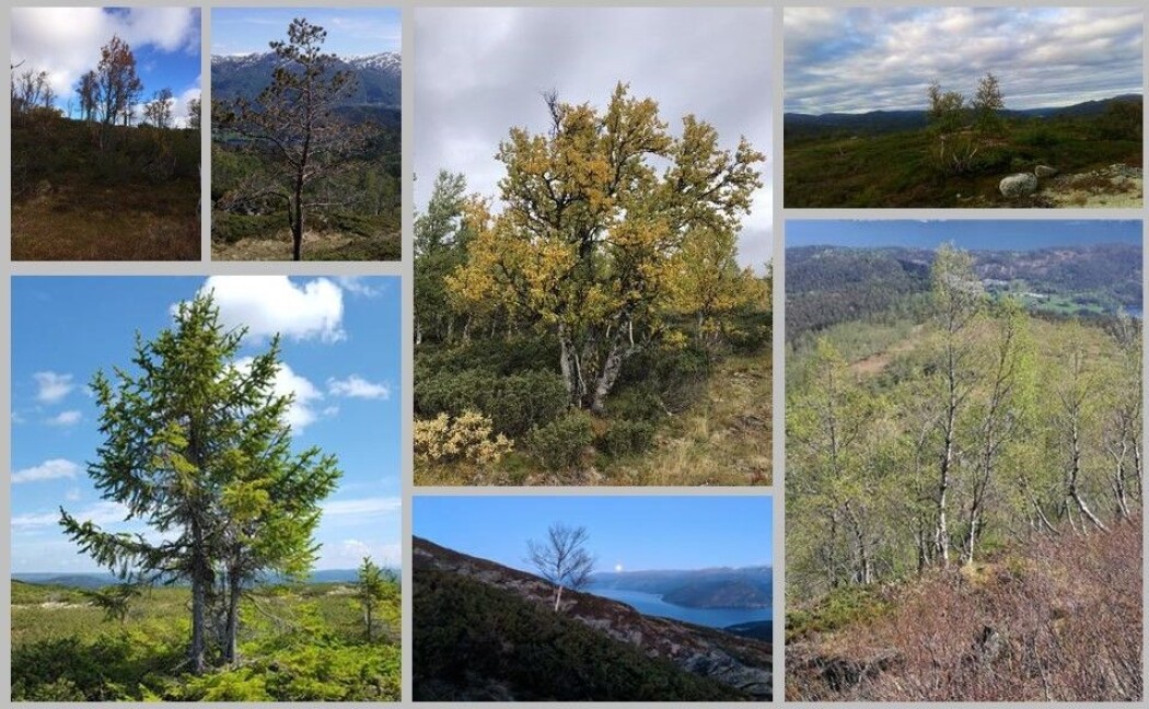 Her er noen av bildene folkeforskere har sendt inn til skogforskerne. (Foto: Natur i endring. Montasje: Eivind Torgersen) Her er noen av bildene folkeforskere har sendt inn til skogforskerne. (Foto: Natur i endring. Montasje: Eivind Torgersen)