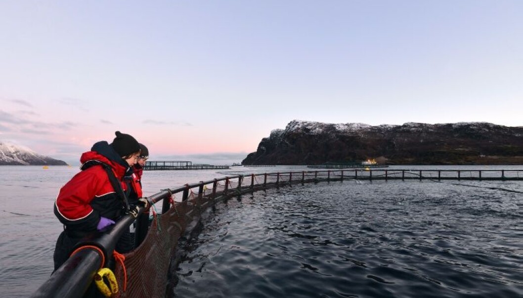 Forskere har funnet ut at man kan telle lakselus ved hjelp av kun en vannprøve og DNA-analyse. (Foto: Kim Præbel) Forskere har funnet ut at man kan telle lakselus ved hjelp av kun en vannprøve og DNA-analyse. (Foto: Kim Præbel)