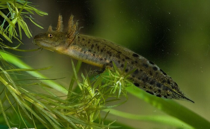 Larven til storsalamanderen er 6 til 10 millimeter lang når den klekkes. I begynnelsen ligner den på en liten fisk med utvendige gjeller. Etter en tid vokser frambeina fram og til slutt bakbeina. (Foto: Børre Dervo) Larven til storsalamanderen er 6 til 10 millimeter lang når den klekkes. I begynnelsen ligner den på en liten fisk med utvendige gjeller. Etter en tid vokser frambeina fram og til slutt bakbeina. (Foto: Børre Dervo)