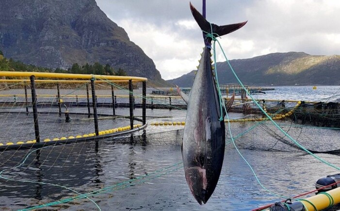 I fjor gjekk ei 286 kilo tung makrellstørje gjennom den stålforsterka nota til K. Strømmen Lakseoppdrett i Bremanger. (Foto: Karstein Bakke) I fjor gjekk ei 286 kilo tung makrellstørje gjennom den stålforsterka nota til K. Strømmen Lakseoppdrett i Bremanger. (Foto: Karstein Bakke)