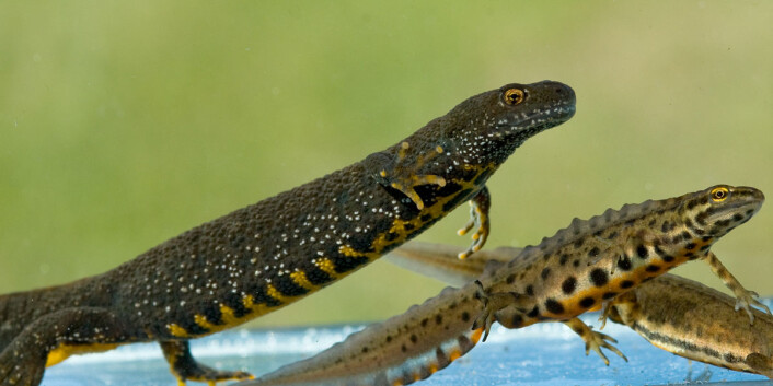 I Norge finnes det to salamanderarter, storsalamander (til venstre) og småsalamander. (Foto: Børre Dervo) I Norge finnes det to salamanderarter, storsalamander (til venstre) og småsalamander. (Foto: Børre Dervo)