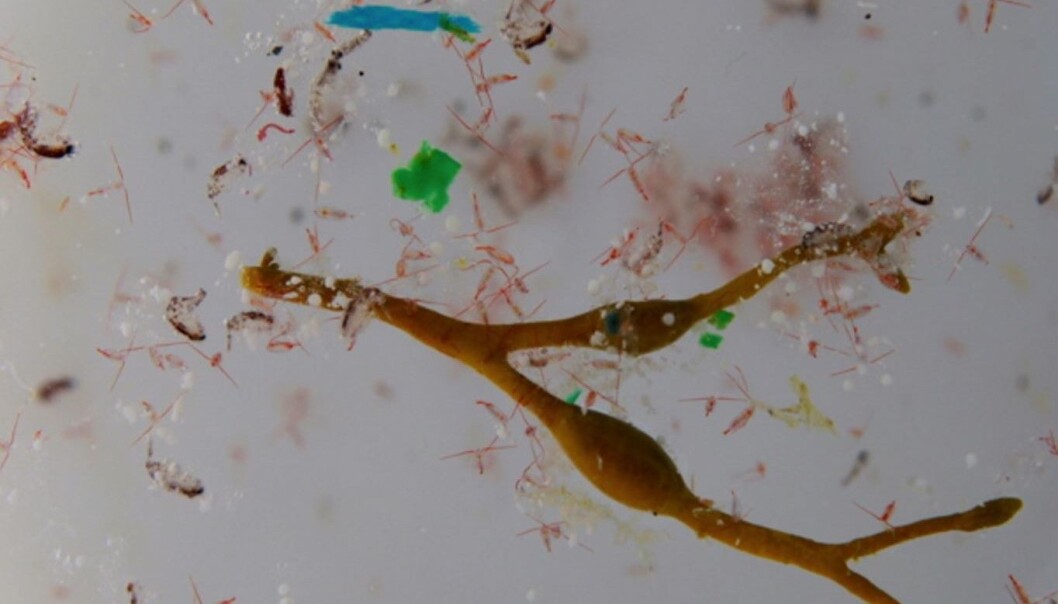 Plankton og mikroplast i salig blanding. (Foto: Anna Deniaud, Tara Expeditions Foundation) Plankton og mikroplast i salig blanding. (Foto: Anna Deniaud, Tara Expeditions Foundation)