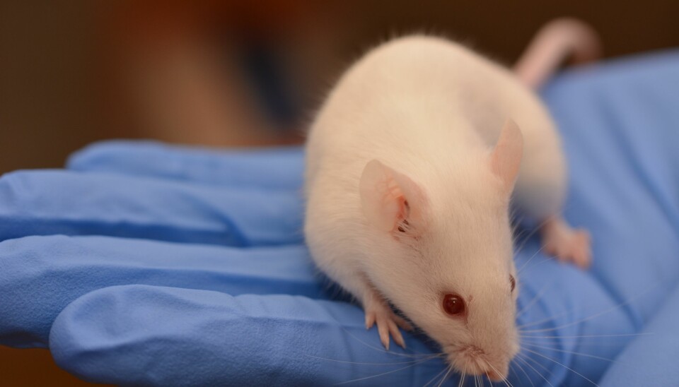 Denne musen var med i en studie ved NMBU hvor forskere ga forskjellig fôr til musene, for å se hva som ga mest tarmkreft. Musen var i referansegruppen som bare fikk karbohydratrikt fôr uten protein, og fikk flest svulster. Det overrasket forskerne, som antok at storfekjøttspisende mus ville bli hardest rammet.  (Foto: Harry Hjelmseth, NMBU)