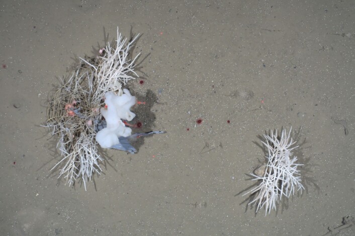 Plastsøppel har viklet seg inn i et svampdyr på 2500 meters dyp mellom Grønland og Svalbard. (Foto: Melanie Bergmann, OFOS/Alfred-Wegener-Institut) Plastsøppel har viklet seg inn i et svampdyr på 2500 meters dyp mellom Grønland og Svalbard. (Foto: Melanie Bergmann, OFOS/Alfred-Wegener-Institut)