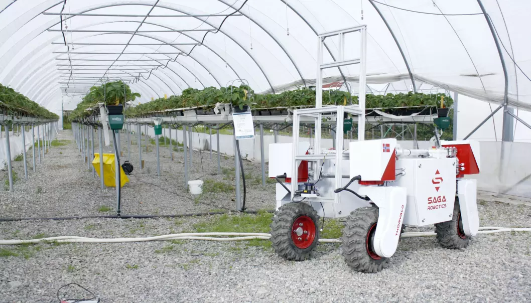 Her er roboten som skal redde jordbær fra soppangrep
