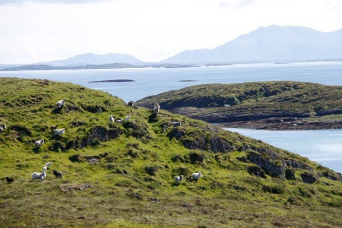 Fiskerbonden utnyttet seg av kystlyngheias potensiale som helårsbeite. Til det trengte de robuste husdyrraser, som gammelnorsk sau. (Foto: Thomas Holm Carlsen) Fiskerbonden utnyttet seg av kystlyngheias potensiale som helårsbeite. Til det trengte de robuste husdyrraser, som gammelnorsk sau. (Foto: Thomas Holm Carlsen)