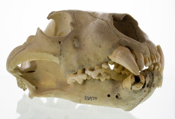 Denne hodeskallen har tydelige spor av tannsykdom, ifølge forskerne. (Foto: Bruce Patterson og J.P. Brown, The Field Museum) Denne hodeskallen har tydelige spor av tannsykdom, ifølge forskerne. (Foto: Bruce Patterson og J.P. Brown, The Field Museum)
