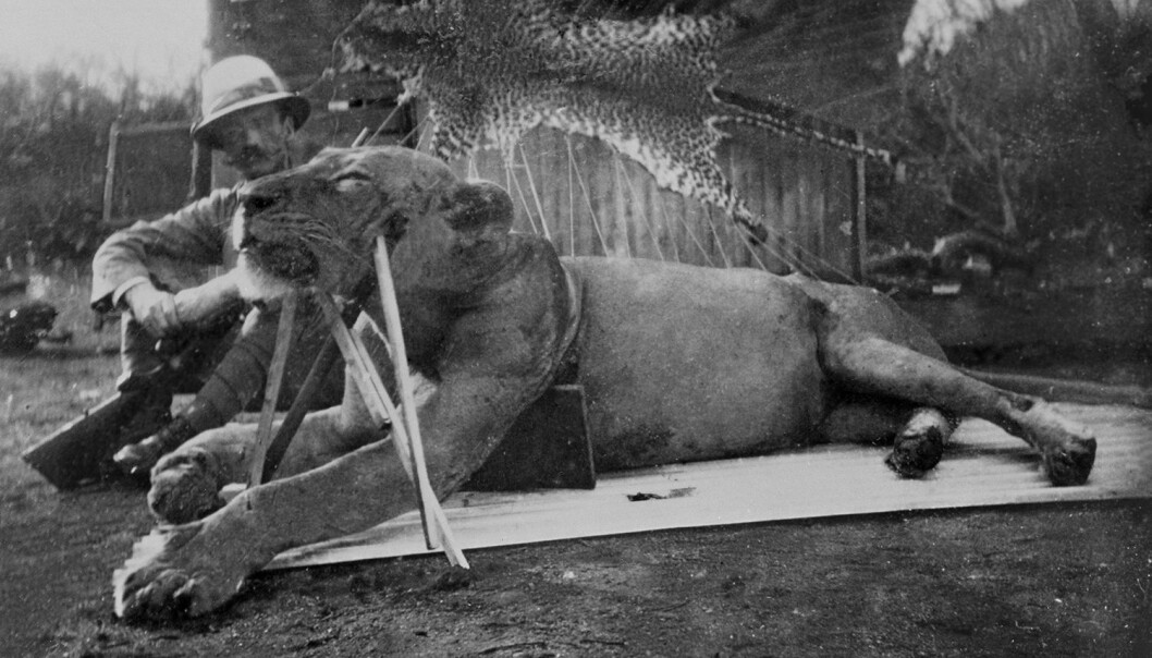 John Patterson skjøt de to menneskespisende Tsavo-løvene i 1898. Her poserer han med en av dem. Dette eksemplaret målte 2,95 meter fra snute til haletipp. (Foto: The Field Museum) John Patterson skjøt de to menneskespisende Tsavo-løvene i 1898. Her poserer han med en av dem. Dette eksemplaret målte 2,95 meter fra snute til haletipp. (Foto: The Field Museum)