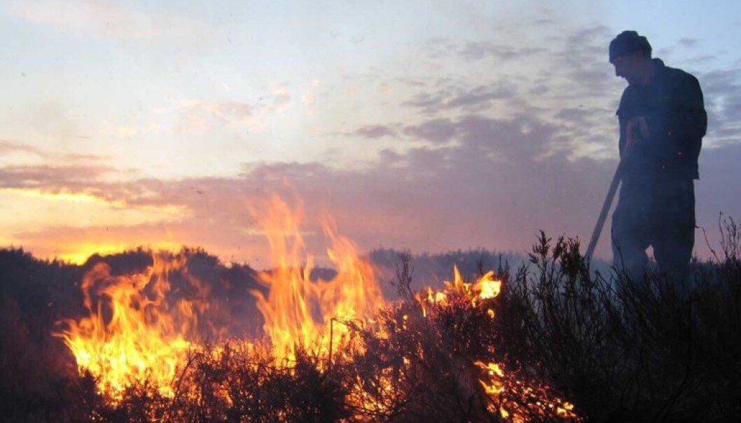 Kontrollert brenning av lyng og einer er helt nødvendig for å ta vare på beitekvalitetene i kystlyngheia. (Foto: Liv Guri Velle) Kontrollert brenning av lyng og einer er helt nødvendig for å ta vare på beitekvalitetene i kystlyngheia. (Foto: Liv Guri Velle)