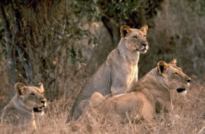Tre av dagens løver i Tsavo har tatt en pust i bakken. (Foto: John Weinstein, Field Museum) Tre av dagens løver i Tsavo har tatt en pust i bakken. (Foto: John Weinstein, Field Museum)