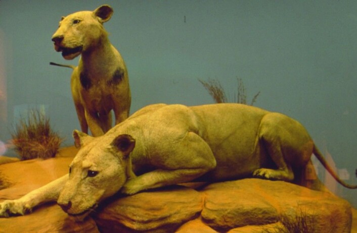 Slik er løvene utstilt i dag, der de står utstoppet i Field Museum i Chicago. (Foto: The Field Museum) Slik er løvene utstilt i dag, der de står utstoppet i Field Museum i Chicago. (Foto: The Field Museum)