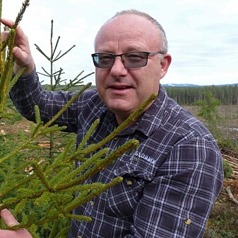 Jo Petter Grindstad i Glommen Skog har funnet frem til de riktige trærne. (Foto: Glommen Skog) Jo Petter Grindstad i Glommen Skog har funnet frem til de riktige trærne. (Foto: Glommen Skog)