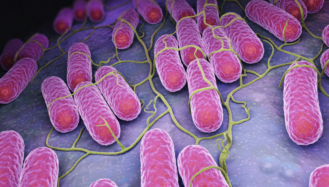 Etter tre dager blir salmonellabakteriene konsentrert i kreftsvulsten 10.000 ganger, noe som er helt utrolig, mener professor Oluf Borbye Pedersen. (Illustrasjon: Tatiana Shepeleva / Shutterstock / NTB scanpix) Etter tre dager blir salmonellabakteriene konsentrert i kreftsvulsten 10.000 ganger, noe som er helt utrolig, mener professor Oluf Borbye Pedersen. (Illustrasjon: Tatiana Shepeleva / Shutterstock / NTB scanpix)