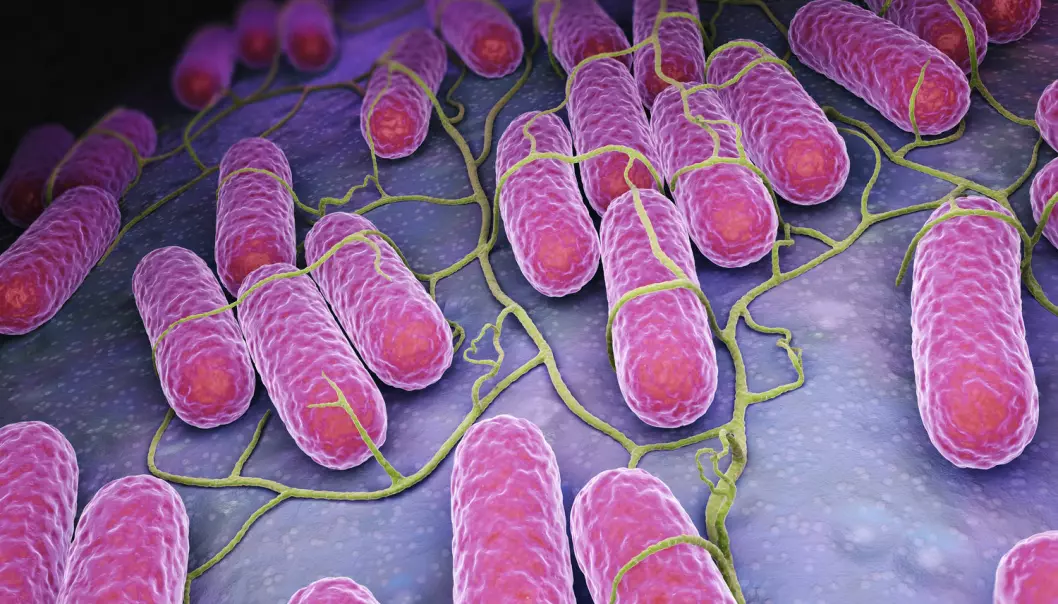 Etter tre dager blir salmonellabakteriene konsentrert i kreftsvulsten 10.000 ganger, noe som er helt utrolig, mener professor Oluf Borbye Pedersen.  (Illustrasjon: Tatiana Shepeleva / Shutterstock / NTB scanpix)