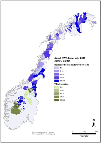 Antall rein slaktet eller felt under jakt og som er testet for skrantesyke i 2016. Reinbeitedistrikt og tamreinområder er markert med blå fargeskala avhengig av antall slaktede rein undersøkt for skrantesyke. Tilsvarende er villreinområder markert med grønn fargeskala avhengig av antall rein felt under jakt og undersøkt for skrantesyke. Kun områder der minst én rein er registrert undersøkt, er markert på kartet. I områder med mer enn 50 undersøkte dyr er antall undersøkte dyr oppgitt. (Foto: (Grafikk: Attila Tarpai, Veterinærinstituttet)) Antall rein slaktet eller felt under jakt og som er testet for skrantesyke i 2016. Reinbeitedistrikt og tamreinområder er markert med blå fargeskala avhengig av antall slaktede rein undersøkt for skrantesyke. Tilsvarende er villreinområder markert med grønn fargeskala avhengig av antall rein felt under jakt og undersøkt for skrantesyke. Kun områder der minst én rein er registrert undersøkt, er markert på kartet. I områder med mer enn 50 undersøkte dyr er antall undersøkte dyr oppgitt. (Foto: (Grafikk: Attila Tarpai, Veterinærinstituttet))