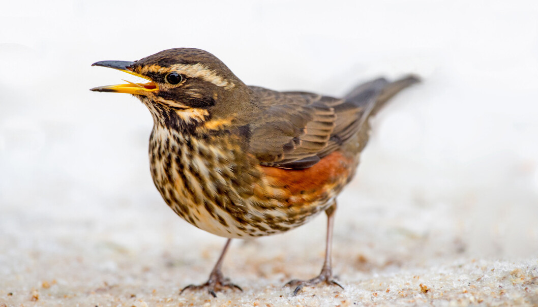 Vi mennesker oppfatter fuglesangen om våren som et vakkert tegn på at en streng vinter er overstått. Men for fuglene selv er den til dels kompliserte kvitringen sannsynligvis mer hverdagslig. (Illustrasjonsfoto: Colourbox) Vi mennesker oppfatter fuglesangen om våren som et vakkert tegn på at en streng vinter er overstått. Men for fuglene selv er den til dels kompliserte kvitringen sannsynligvis mer hverdagslig. (Illustrasjonsfoto: Colourbox)