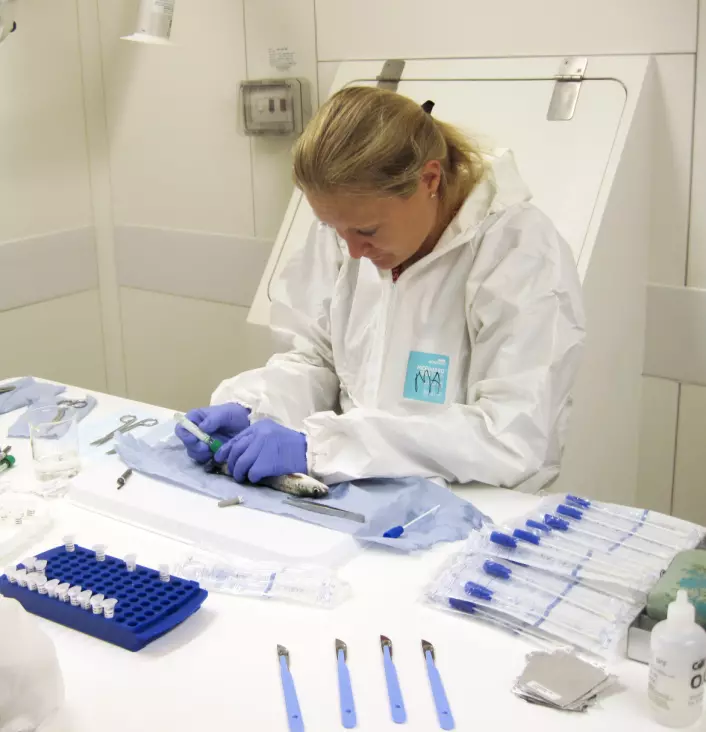 Maria Aamelfot undersøker laks på laboratoriet på Færøyene. (Foto: Alastair McBeath)