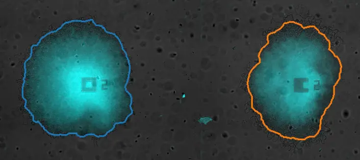 De to koloniene med bakterier fra eksperimentet. (Foto: Jintao Liu, Suel lab, University of California, San Diego) De to koloniene med bakterier fra eksperimentet. (Foto: Jintao Liu, Suel lab, University of California, San Diego)
