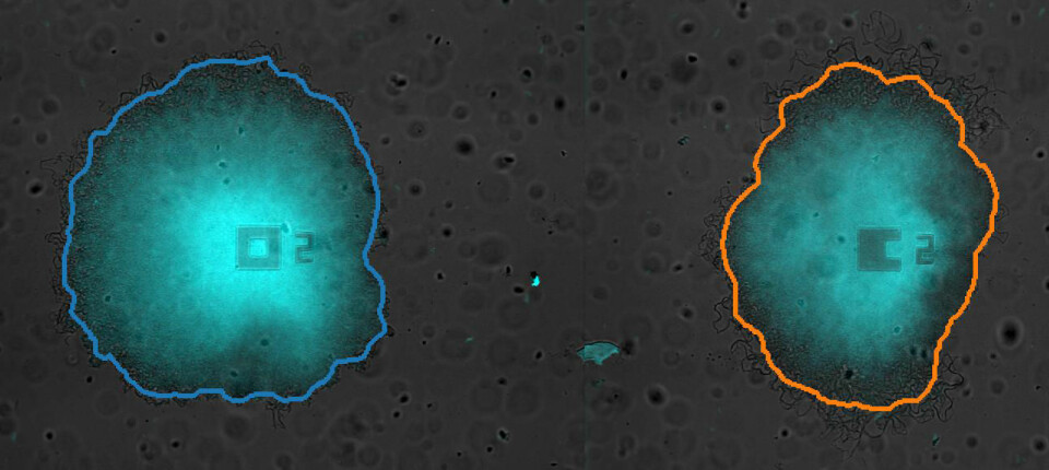 De to koloniene med bakterier fra eksperimentet. (Foto: Jintao Liu, Suel lab, University of California, San Diego)