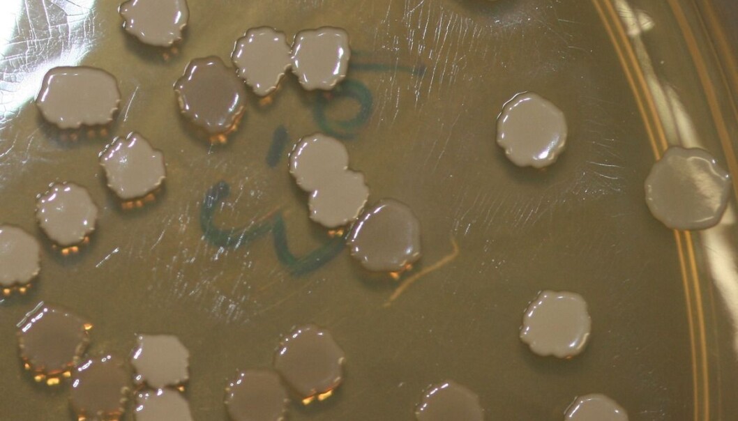 Dette er kolonier med Bacillus subtilis. Denne bakterietypen kan dele på ressursene om den må. Dette er den samme bakterien som brukes i eksperimentet, men bildet er ikke fra eksperimentet. Den finnes blant annet i menneskers fordøyelsessystem. Den brukes ofte i forskningsprosjekter. (Foto: Debivort/CC BY-SA 3.0) Dette er kolonier med Bacillus subtilis. Denne bakterietypen kan dele på ressursene om den må. Dette er den samme bakterien som brukes i eksperimentet, men bildet er ikke fra eksperimentet. Den finnes blant annet i menneskers fordøyelsessystem. Den brukes ofte i forskningsprosjekter. (Foto: Debivort/CC BY-SA 3.0)