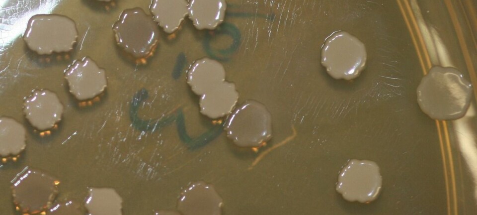 Dette er kolonier med Bacillus subtilis. Denne bakterietypen kan dele på ressursene om den må. Dette er den samme bakterien som brukes i eksperimentet, men bildet er ikke fra eksperimentet. Den finnes blant annet i menneskers fordøyelsessystem. Den brukes ofte i forskningsprosjekter. (Foto: Debivort/CC BY-SA 3.0)