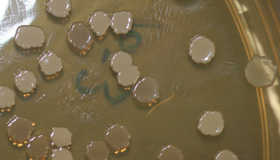 Dette er kolonier med Bacillus subtilis. Denne bakterietypen kan dele på ressursene om den må. Dette er den samme bakterien som brukes i eksperimentet, men bildet er ikke fra eksperimentet. Den finnes blant annet i menneskers fordøyelsessystem. Den brukes ofte i forskningsprosjekter. (Foto: Debivort/CC BY-SA 3.0)