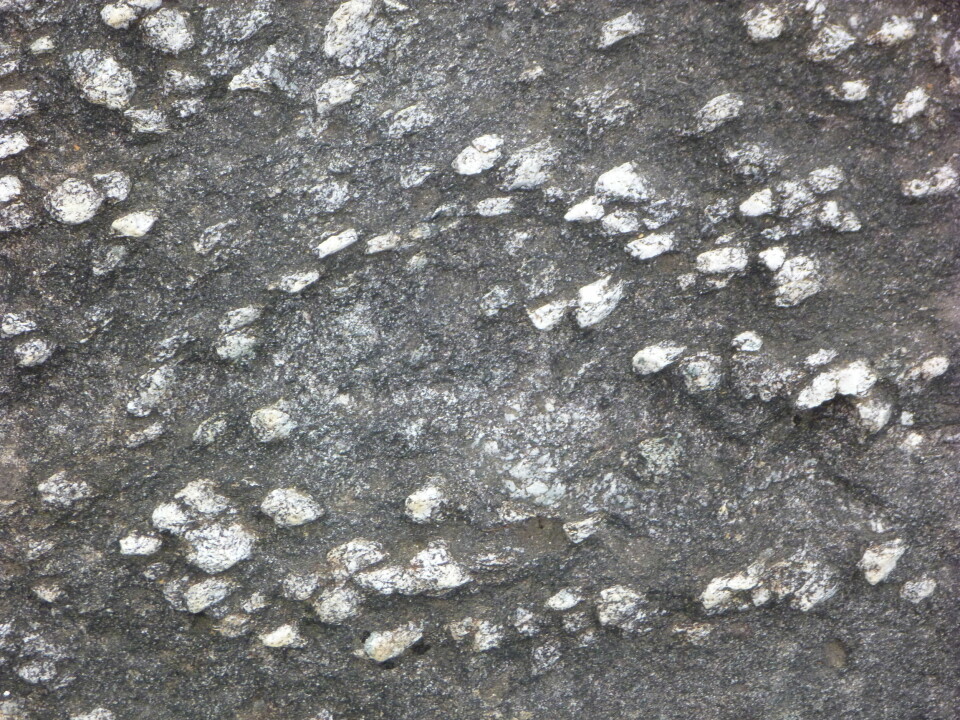 Hvite mineralklumper av sillimanitt danner det vi kaller nodulargneiser. Disse opptrer i soner av gneisene på Vestlandet, fra Sunndalen gjennom Romsdal til Sunnmøre. (Foto: Ane Engvik)